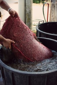 Disinfezione zampe